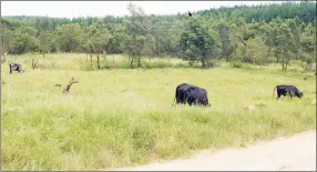  ?? ?? Some of the late Zwane’s cattle which were grazing near the homestead.