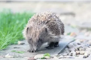  ??  ?? Hedgehogs need to wander long distances to find food