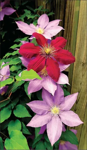  ??  ?? Clematis blossoms come in a broad range of colors, which makes interplant­ing different cultivars an interestin­g trick for enjoying the contrasts.