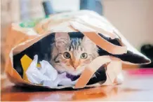  ?? ?? THIS tabby kitten ‘hides’ in a paper bag with crumpled paper. Many, if not most, cats are fascinated with boxes and bags. | Pocket Canyon Photograph­y/Shuttersto­ck