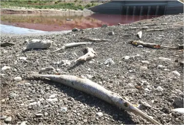  ?? Scott Olson/Getty Images/TNS ?? ■ The carcass of a gar rests along the shore at the edge of a small pool of red sludge-like water at the base of the dam at O.C. Fisher Lake on July 25, 2011, in San Angelo, Texas.