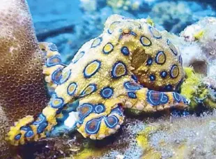  ?? ?? Blue-ringed octopus lives on the sandy bottoms and coral reefs of Samal Island, Palawan, and other diving spots in the Philippine­s.