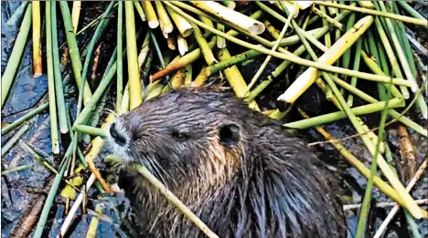  ?? CALIFORNIA DEPARTMENT OF FISH AND WILDLIFE ?? The swamp rodents, known as nutria, are an invasive species originally from South America that were brought to the U.S. in the late 19th century.