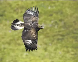  ?? Photo: Freepik ?? Golden eagle