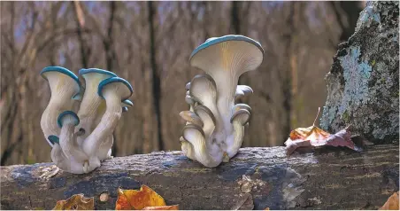  ??  ?? The healing powers of mushrooms, molds, and related life forms are explored in Fantastic Fungi, at The Screen