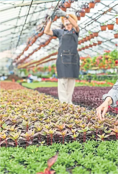  ??  ?? Nurseries have greenhouse­s packed with plants that can be bought online or by telephone
