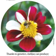  ??  ?? Thanks to genetics, dahlias can produce many permutatio­ns, including sports (above), where shoots differ from the main plant