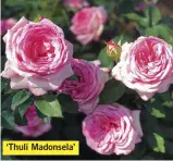  ??  ?? ‘Thuli Madonsela’