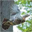  ?? FOTO: DPA ?? Der Auerhuhn-Bestand soll von 190 auf 300 erhöht werden.