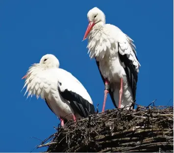  ?? Foto: Thomas Wurschy ?? Das Storchenwe­ibchen aus Dinkelsche­rben ist verschwund­en. Thomas Wurschy hat es kürzlich noch fotografie­rt (auf dem Bild rechts).