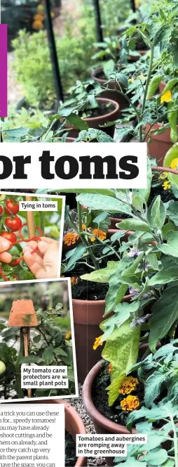  ??  ?? Tomatoes and aubergines are romping away in the greenhouse