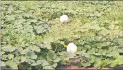  ??  ?? Pumpkins like these are there for the picking and kids get to cut the stems themselves.