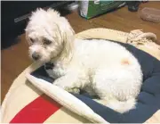  ?? PENINSULA HUMANE SOCIETY & SPCA ?? Sprocket, a 2-year-old poodle and Maltese mix, died after allegedly being placed in scalding liquid by its owners.