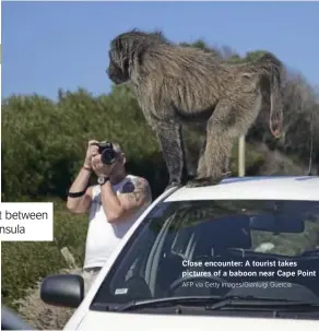  ?? AFP via Getty Images/Gianluigi Guercia ?? Close encounter: A tourist takes pictures of a baboon near Cape Point