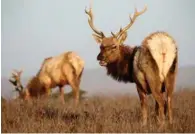  ?? JANE TYSKA/STAFF ?? Observant hikers on Point Reyes' Tomales Point Trail may spot tule elk.