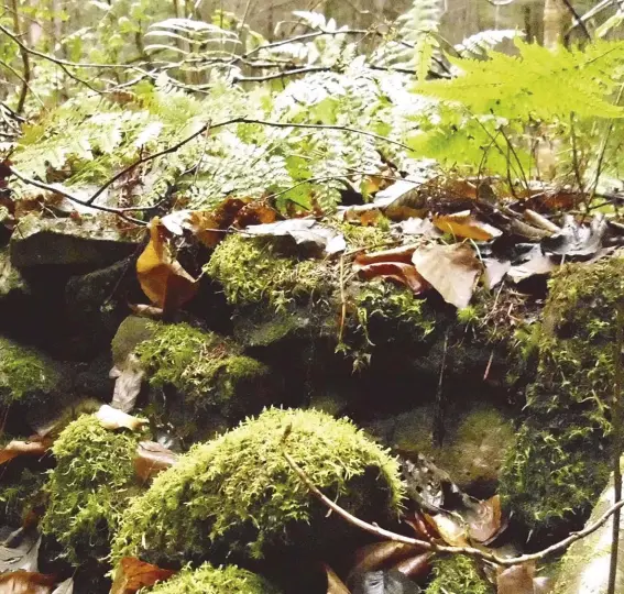  ??  ?? Moss covered but still accurate, a pioneer stone wall shows where your land stops and mine starts.