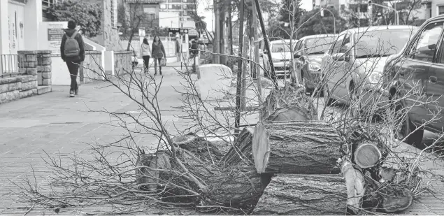  ?? EMMANUEL BRIANE--LA NUEVA. ?? Desde el municipio se explicó que las tala realizadas se hicieron porque no había otra solución posible. Afectó calles y también los parques de la ciudad.