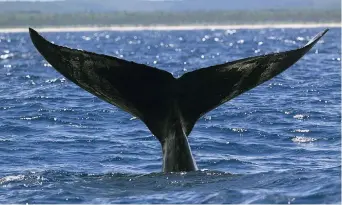  ??  ?? La première détection de baleine noire dans le golfe du Saint-Laurent en 2018 a eu lieu à la fin avril, selon les outils de détection acoustique­s, tandis que les premières observatio­ns aériennes ont seulement eu lieu à la mi-mai. - Archives