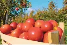  ?? TOMO JESENICNIK/DREAMSTIME ?? Fresh red apples in orchard.