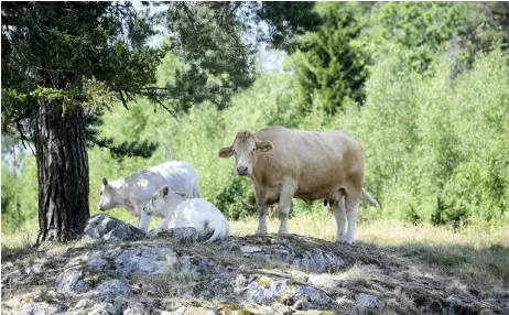  ?? Bild: MAJA SUSLIN/TT ?? TORRT. Betesmarke­rna till djuren är sönderbrän­da av solen och det foder som skulle sparats till vintern har torkat bort eller används redan som stödfoder.