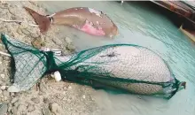  ?? Courtesy: EAD ?? A dugong entangled in a drift net. Illegal fishing nets, boat strikes and marine pollution are major threats to dugongs.