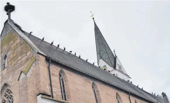  ?? FOTO: THOMAS LEHENHERR ?? Aufgereiht wie an einer Schnur sitzen an die 30 Störche am Donnerstag auf dem Dach der St.-Johannes-Kirche.