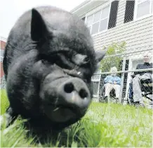  ?? JORDAN VERLAGE ?? A cty council vote Monday brings unconventi­onal support animals like Mabel the pot bellied pig closer to being certified.