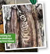  ??  ?? Tunnelling by grubs destroys living tree tissue