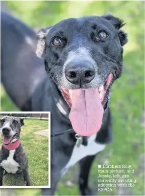  ??  ?? Lurchers Roly, main picture, and Jessie, left, are currently awaiting adoption with the RSPCA