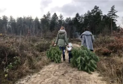  ?? FOTO ANNELEEN MENGELS ?? De kerstbooma­ctie in het Nationaal Park Hoge Kempen was vorig jaar een groot succes.