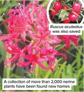  ??  ?? A collection of more than 2,000 nerine plants have been found new homes