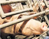  ?? Foto: APA/Fohringer ?? Die Schweinebe­stände in Österreich sind auf knapp 2,8 Millionen Stück zurückgega­ngen, so die Statistik Austria. Dennoch ist der Fleischpre­is tief.