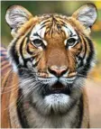  ??  ?? This handout photo released by Wildlife Conservati­on Society’s Bronx Zoo on Sunday shows the Malayan tiger Nadia who tested positive for Covid-19.—AFP
