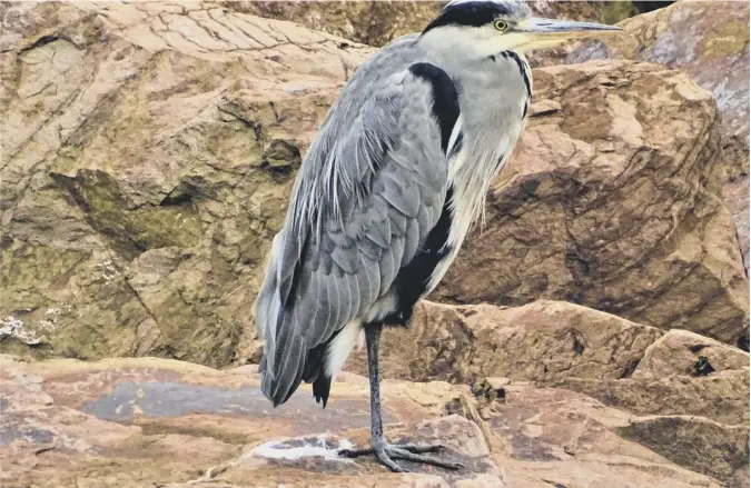  ?? ?? 0 ‘On a visit to Dunbar I took this shot of a heron on the rocks at Cromwell Harbour in the town,’ writes Richard Herkes of Prestonpan­s, East Lothian