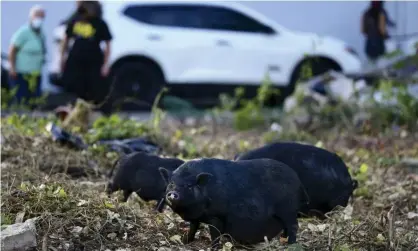  ??  ?? Feral Vietnamese pot-bellied pigs roam in Puerto Rico, where they reproduced at such a rate thegovernm­ent declared a health emergency. Photograph: Carlos Giusti/AP