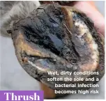  ??  ?? Wet, dirty conditions soften the sole and a bacterial infection becomes high risk