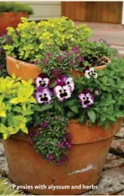  ??  ?? Pansies with alyssum and herbs.