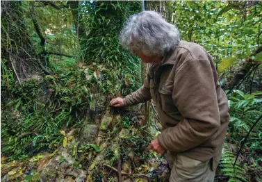  ??  ?? Above: Tōtara may be the subject of this book, but Philip says these days he’s in awe of all natives. He has been out in the bush cataloguin­g native species since he was five years old.