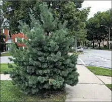  ?? MORTON ARBORETUM ?? This pine tree was planted close to a corner sidewalk, without due regard for how wide it will get as it grows.