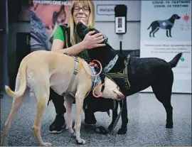  ?? Antti Aimo- Koivisto Associated Press ?? SNIFFER DOGS with trainer Susanna Paavilaine­n on Tuesday at the Helsinki Airport. Passengers who volunteer do not have direct contact with a dog.