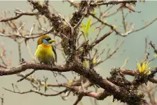  ??  ?? El dimorfismo sexual es marcado en miles de aves, generalmen­te los machos son más vistosos (izquierda hembra, derecha macho; barbudo cabeza roja Eubucco bourcierii).