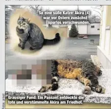  ??  ?? So eine süße Katze: Akira (4) war vor Ostern zunächst
spurlos verschwund­en. Grausiger Fund: Ein Passant entdeckte die tote und verstümmel­te Akira am Friedhof.