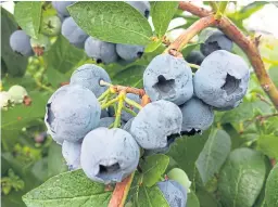  ??  ?? Blueberrie­s are widely grown in Scotland and are more flavoursom­e than imported berries.