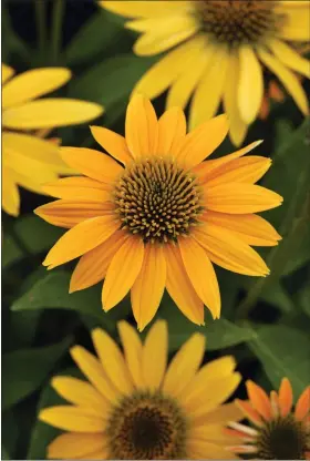  ?? KIEFT SEEDS FROM PANAMERICA­N SEED VIA AP ?? This image provided by Panamerica­n Seed shows Echinacea Artisan Yellow Ombre, a new multi-branched coneflower variety.