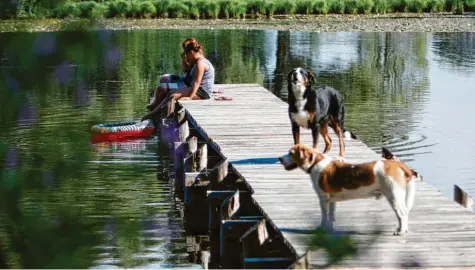  ?? Archivfoto: Julian Leitenstor­fer ?? Der Egelsee zwischen Hofstetten und Hagenheim ist auch bei Hunden ein beliebtes Badegewäss­er. Weil einige Tiere Wasservöge­l, Bodenbrüte­r und Jungwild jagen, hat die Gemeinde jetzt eine Leinenpfli­cht für große Hunde erlassen.