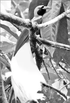  ??  ?? A bird-of-paradise, known locally as a cendrawasi­h bird. Conservati­onists fear forests will be destroyed and the birds that inhabit them would be driven to the brink of extinction.