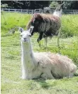 ?? FOTO: SENIORENWO­HNPARK ?? Dieses weiße Lama wird in Alttann vermisst.