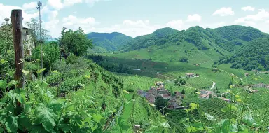  ??  ?? Le colline del Prosecco: a Treviso i produttori si sono alleati con il consorzio del Tequila per la tutela del marchio