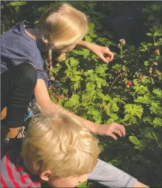  ?? JEFF LOWENFELS VIA AP ?? This image provided by Jeff Lowenfels, shows two children picking strawberri­es. Giving kids a task in the garden, like harvesting berries, is a good way to encourage their interest in gardening.