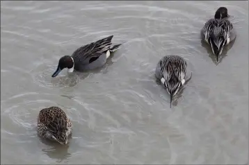  ?? PHOTOS BY ED BOOTH — ENTERPRISE-RECORD ?? Several ducks go underwater to seek a meal at the Llano Seco Wildlife Refuge, approximat­ely four miles southwest of Dayton on Sunday.